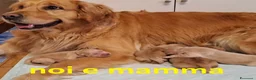 Golden Retriever cani in vendita: Splendidi golden Retriever angloamericani a Città metropolitana di Roma Capitale - Annuncio 7
