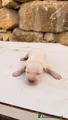 Cucciola color miele – Femmina (simil Labrador)