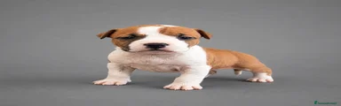 American Staffordshire Cucciolo 2