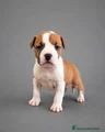 American Staffordshire Cucciolo 2