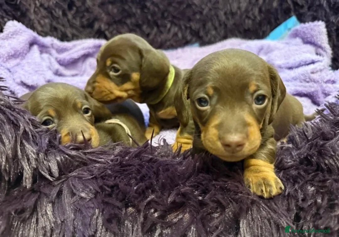 Bassotto cani in vendita: Bassoti Nani  - Annuncio 1