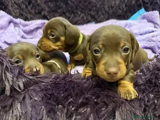 Bassotto cani Bassoti Nani - Annuncio 27