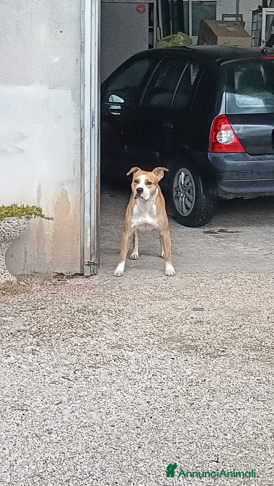 American Staffordshire cani per accoppiamento: Fidanzata per Leo(gratis)  - Annuncio 4