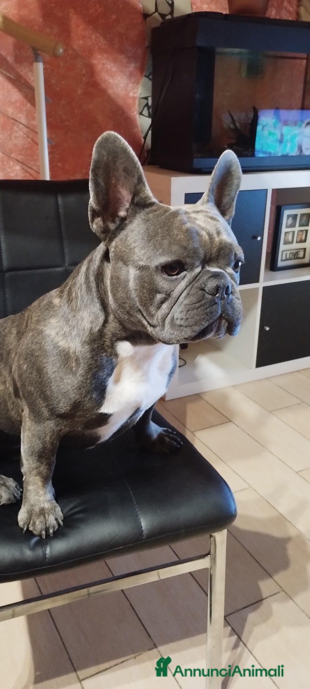 Bulldog Francese cani in vendita: Bulldog francese Blue Merle  - Annuncio 4