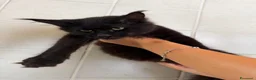 Maine Coon gatti in vendita: Gatto Maine Coon Black Smoke maschio - Annuncio 2