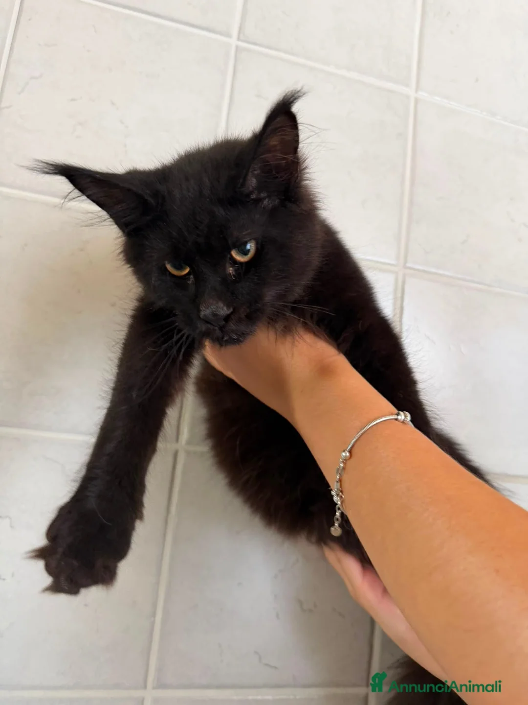 Maine Coon gatti in vendita: Gatto Maine Coon Black Smoke maschio - Annuncio 2
