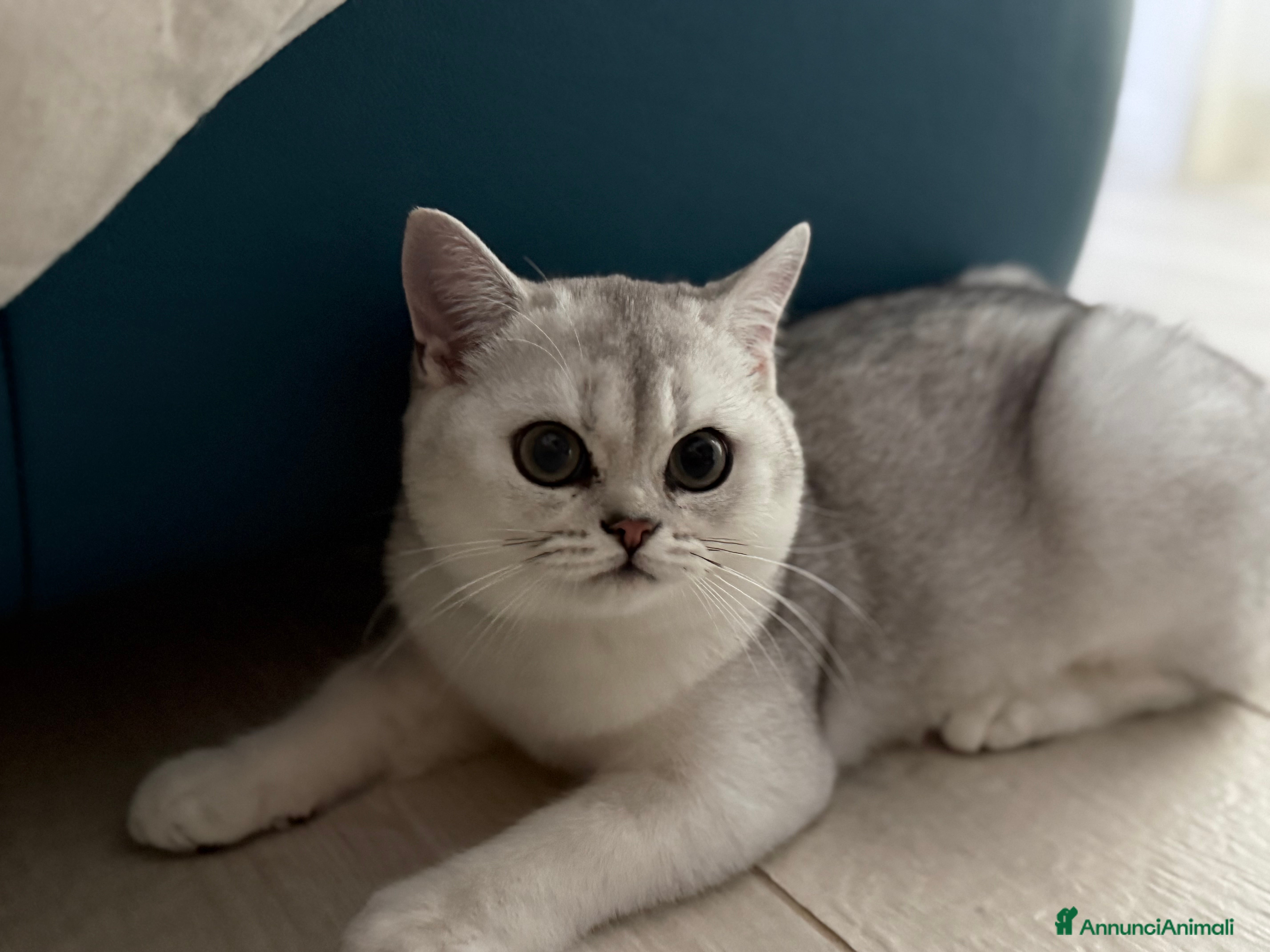 Scottish gatti Scottish straight pedigree aperto - Annuncio 2