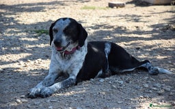 Segugio cani in regalo: VIRGINIA, una timida cagnolina  a Pomezia - Immagine 17