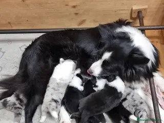 Border Collie cani Border Collie - Annuncio 4