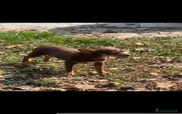 Altre razze gatti in vendita: Russian toy - Immagine 1