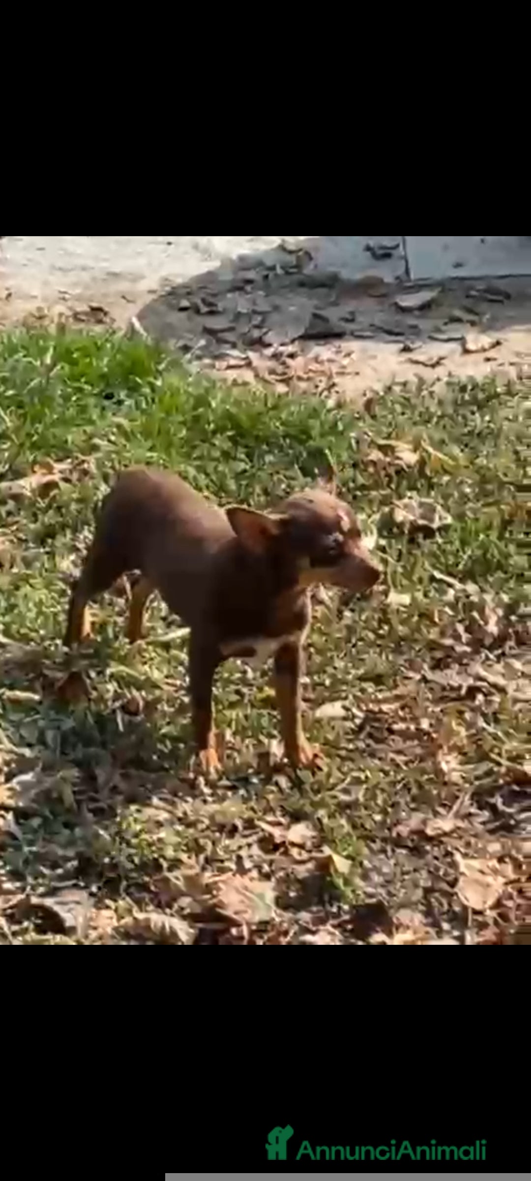 Altre razze gatti in vendita: Russian toy - Annuncio 1