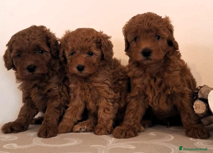 Barboncino Toy cani in vendita: Barboncino Toy Red - Annuncio 3