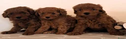 Barboncino Toy cani in vendita: Barboncino Toy Red - Annuncio 1