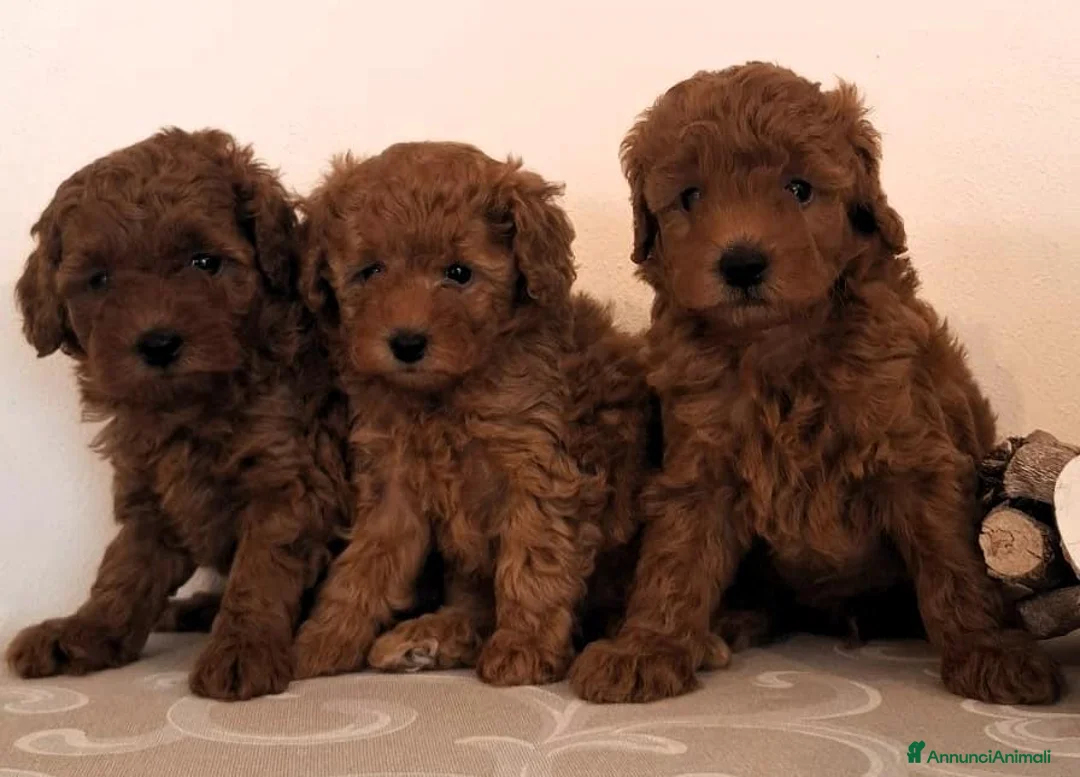 Barboncino Toy cani in vendita: Barboncino Toy Red - Annuncio 1
