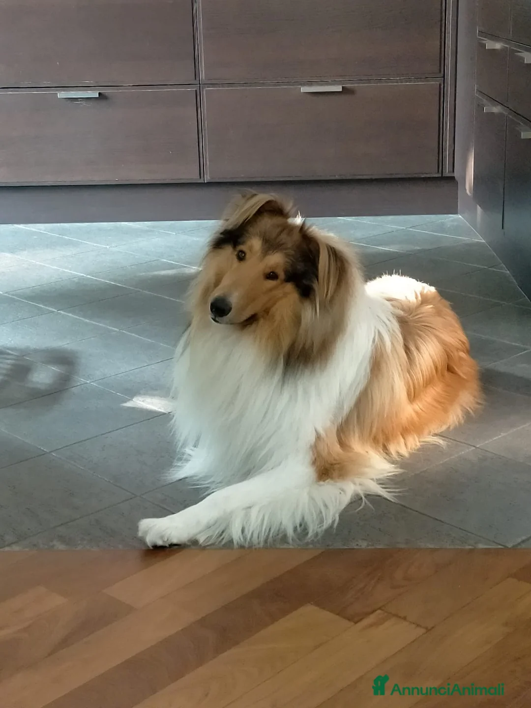 Collie cani per accoppiamento: PASTORE SCOZZESE PER ACCOPPIAMENTO - Annuncio 4