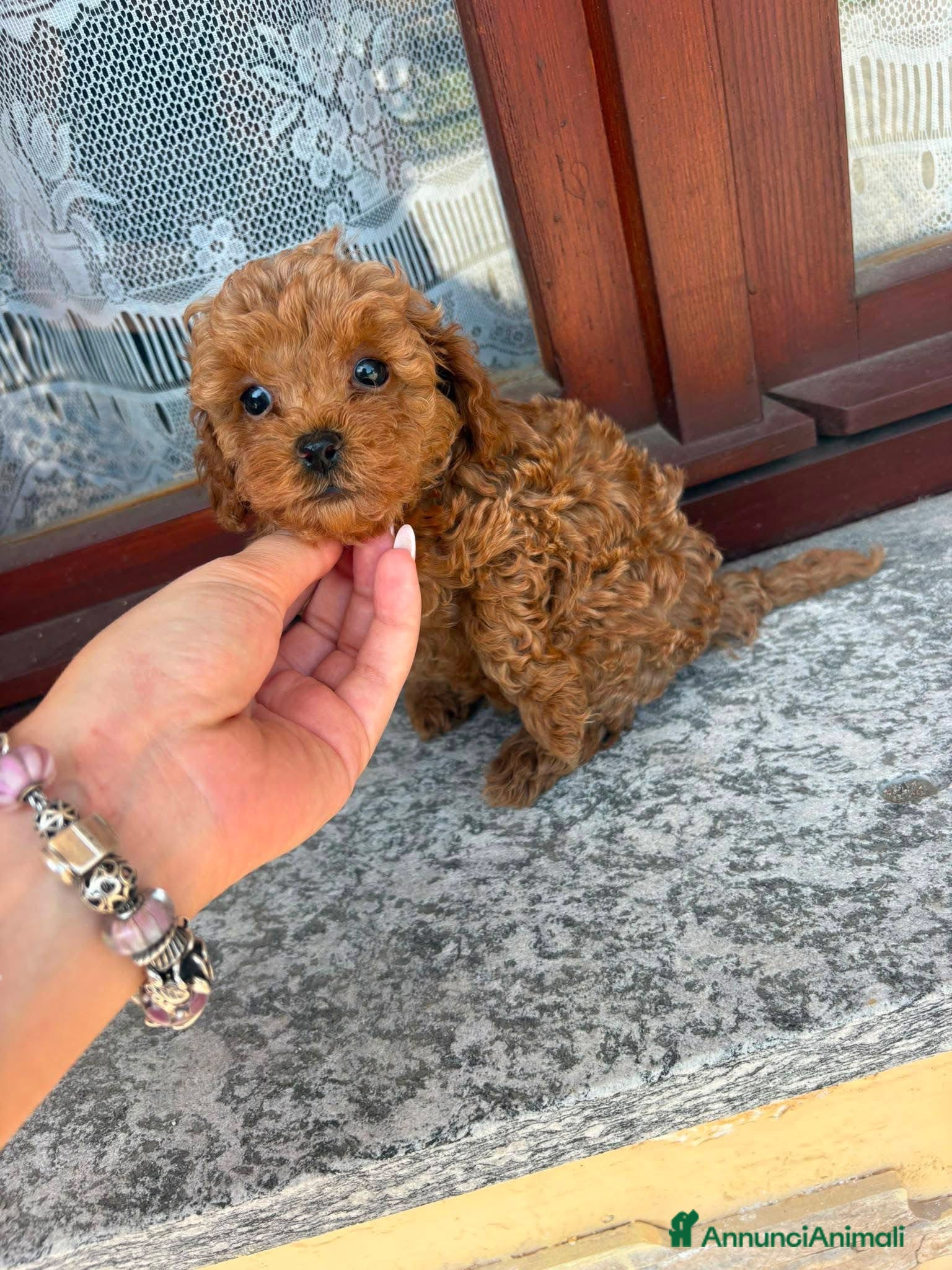 Barboncino Toy cani Barboncino Toy con pedegree enci - Annuncio 1