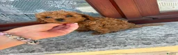 Barboncino Toy cani in vendita: Barboncino Toy con pedegree enci - Annuncio 1