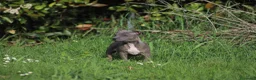 Pitbull cani in vendita: Cucciolo Pit Bull Blue con pedigree anche a rate - Annuncio 5