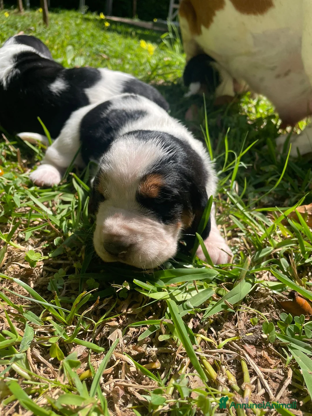 Bassethound cani in vendita: Cuccioli Bassethound a Provincia di Lecce - Annuncio 2