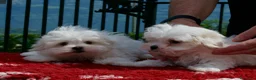 Maltese cani in vendita: CUCCIOLI MALTESI - Annuncio 5