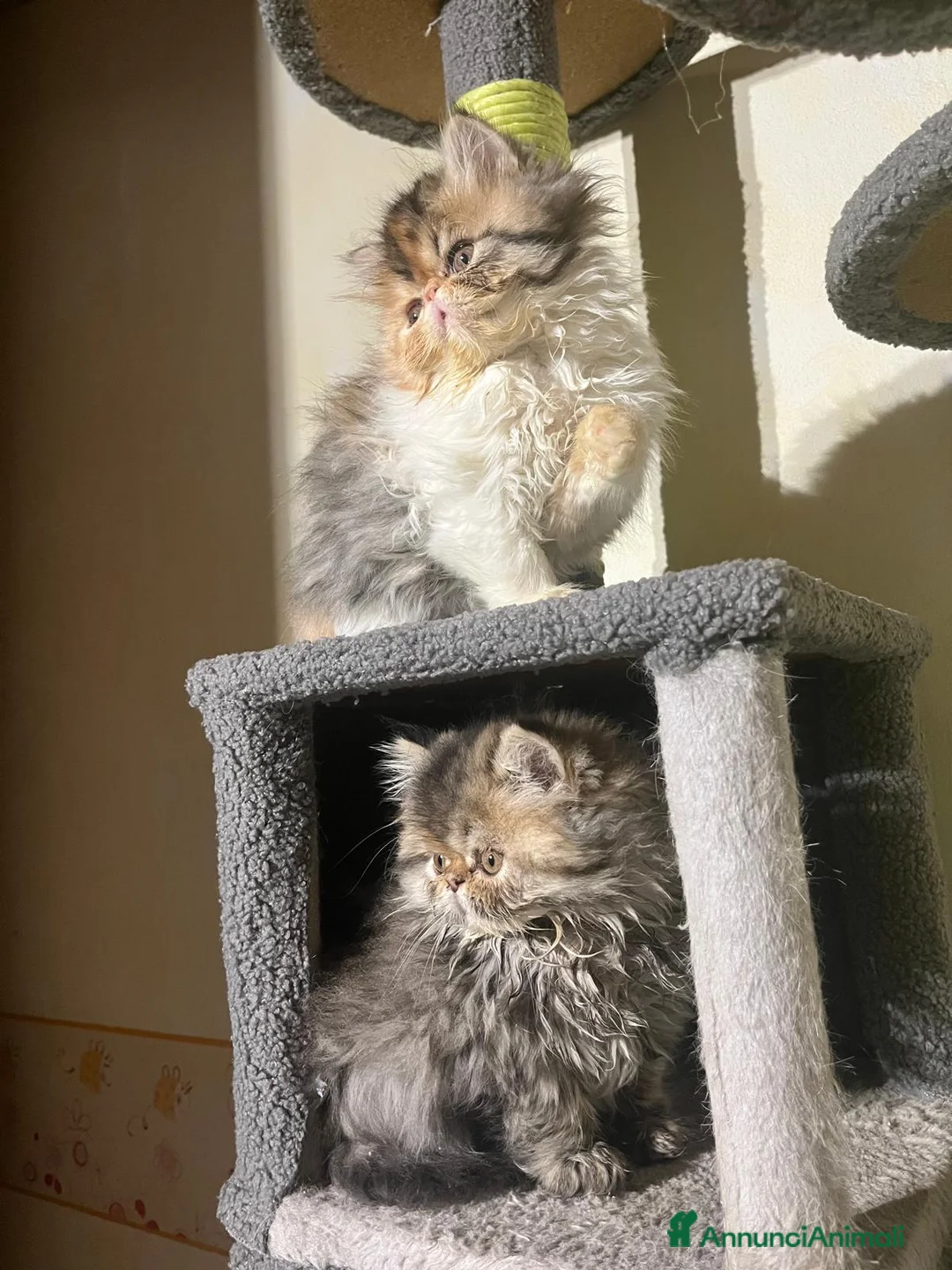 Persiano gatti in vendita: Gattina Persiana di 2 mesi - Annuncio 3