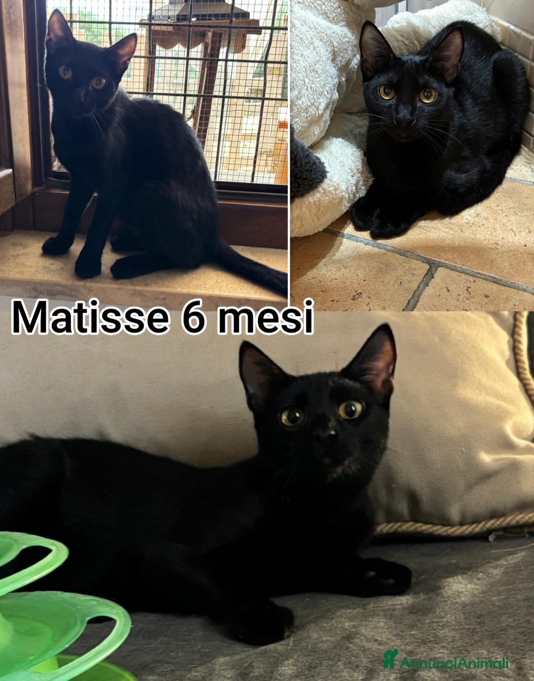 Europeo gatti in regalo: ADOZIONI URGENTI PER QUESTI GATTINI  - Annuncio 9