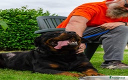 Rottweiler cani in regalo: Rex, 3 anni e mezzo a Provincia di Bergamo - Immagine 9