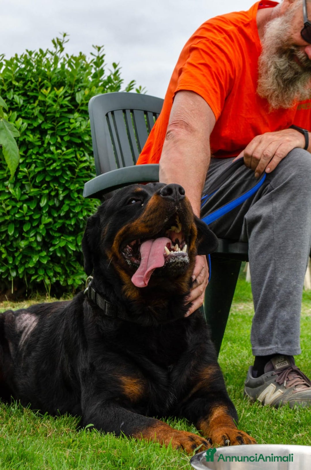 Rottweiler cani in regalo: Rex, 3 anni e mezzo a Provincia di Bergamo - Immagine 9