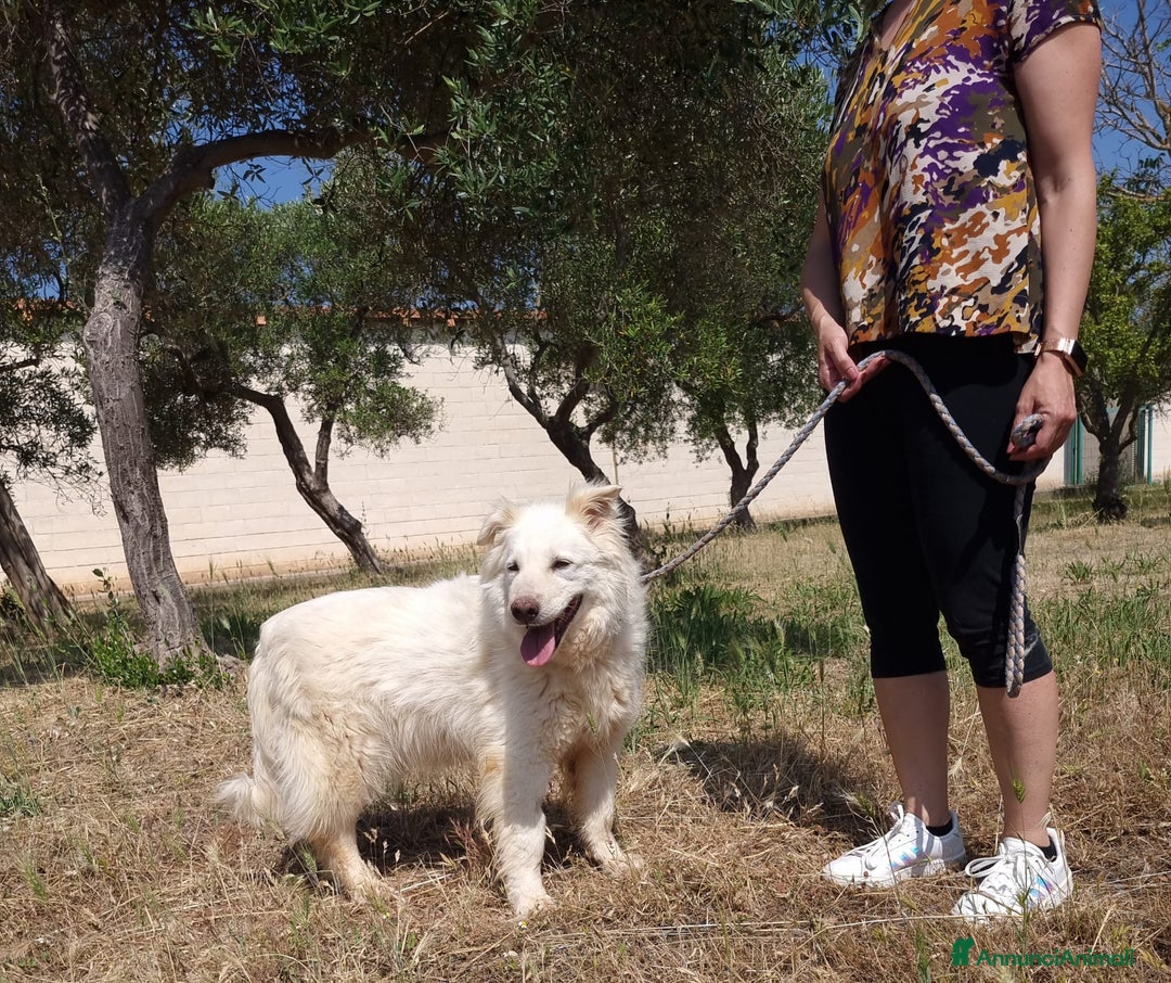 Meticcio cani in regalo: Nonna Penny Cerca Famiglia. Info Monica 3890238584 - Annuncio 4