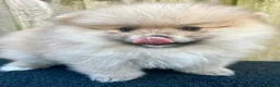 Volpino Pomerania cani in vendita: Adorabili cuccioli di Pomerania - Annuncio 3