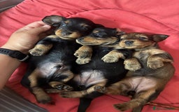 Bassotto cani in vendita: cuccioli di bassotto tedesco pelo lungo a Provincia di Modena - Immagine 14