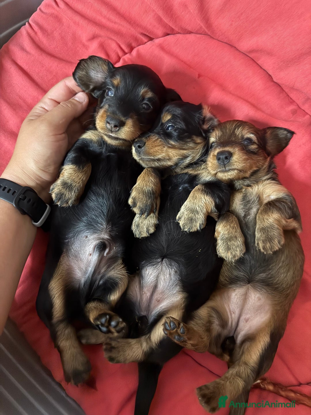 Bassotto cani in vendita: cuccioli di bassotto tedesco pelo lungo a Provincia di Modena - Immagine 14