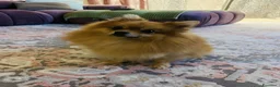 Volpino Pomerania cani per accoppiamento: MONTA a Provincia di Monza e della Brianza - Annuncio 7