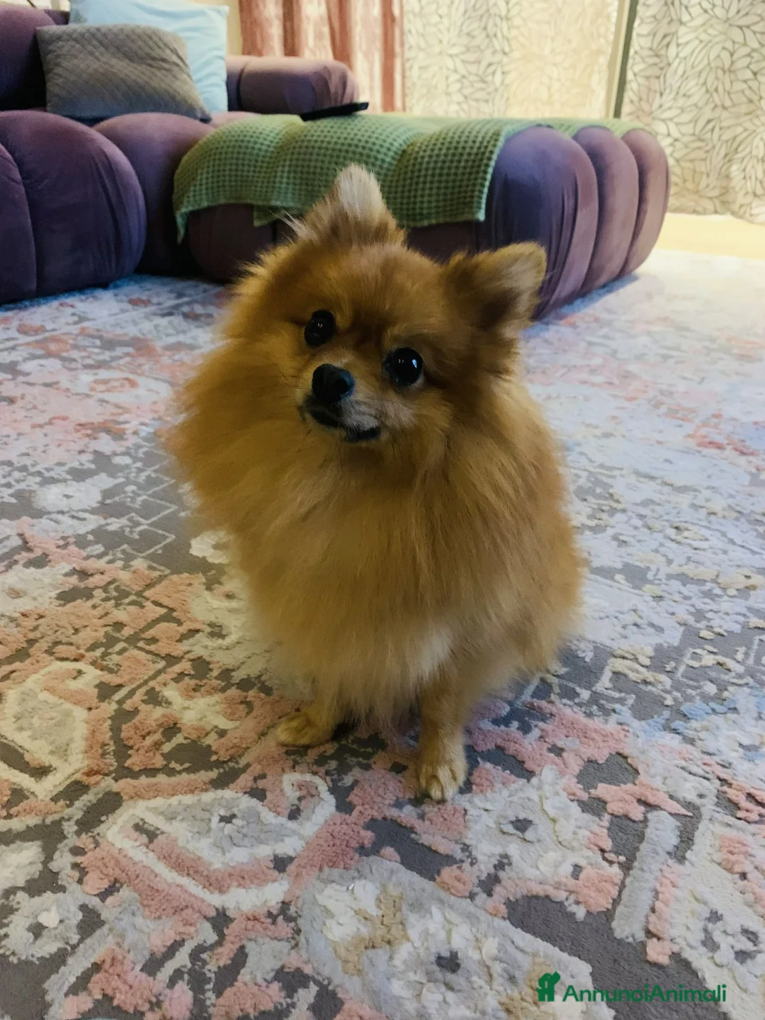 Volpino Pomerania cani per accoppiamento: MONTA a Provincia di Monza e della Brianza - Annuncio 7