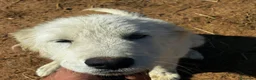 Meticcio cani in regalo: Mirtilla dolce cucciola 4 mesi cerca casa - Annuncio 3