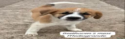 Meticcio cani in regalo: Urgenti famiglie per questi cuccioli  a Città Metropolitana di Bologna - Annuncio 9