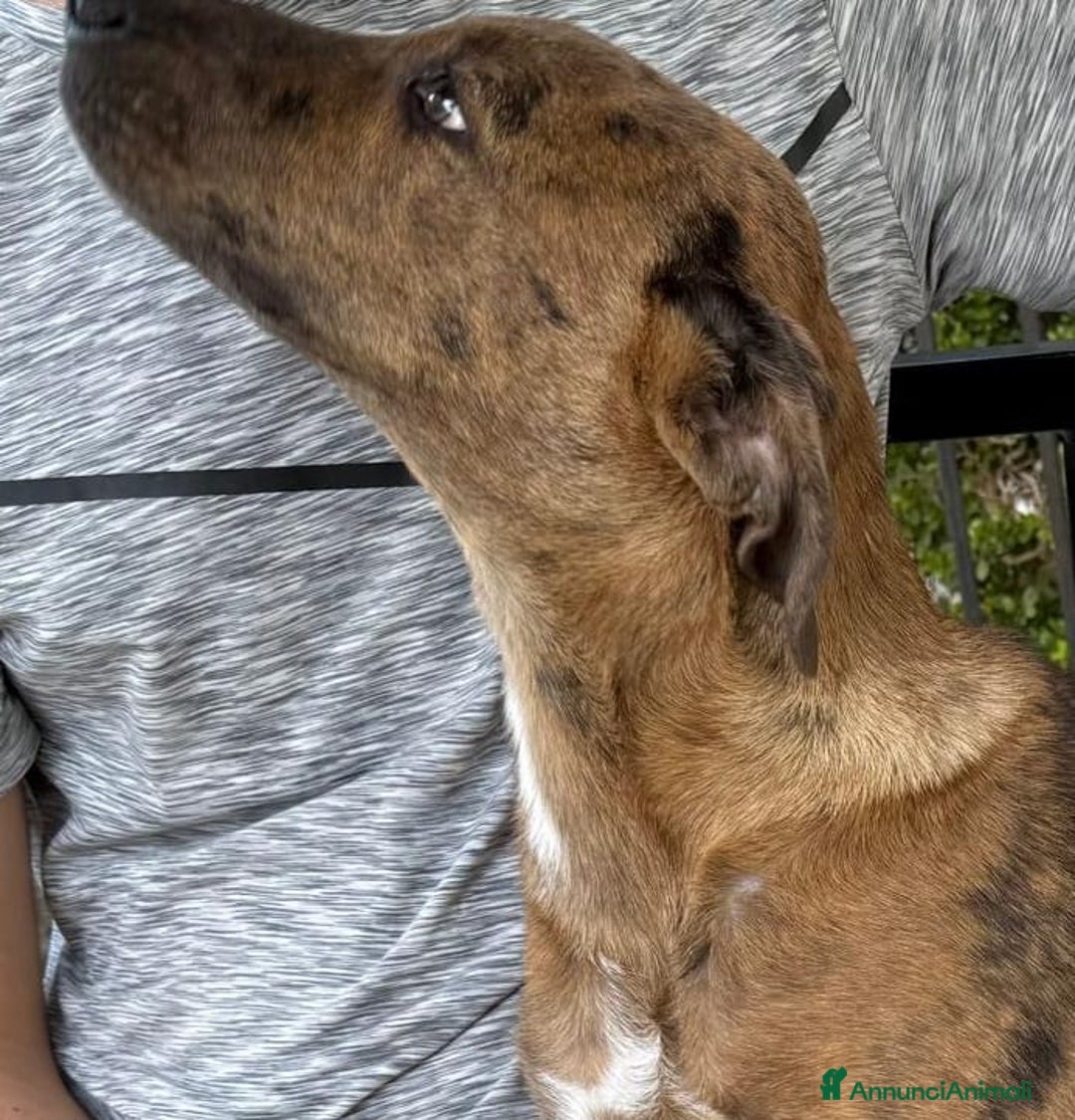 Meticcio cani in regalo: Mary e Nocciolino 4mesi e 1/2 INVISIBILI! SICILIA - Annuncio 8