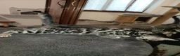 Bengala gatti in vendita: meraviglie Selected Breed  - Annuncio 3