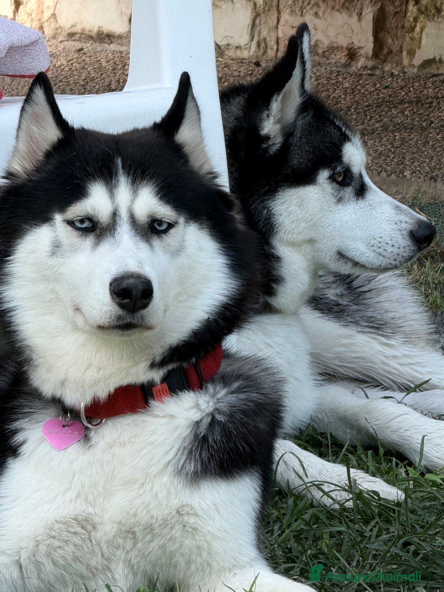 Husky cani Cuccioli Husky Siberian  - Annuncio 1