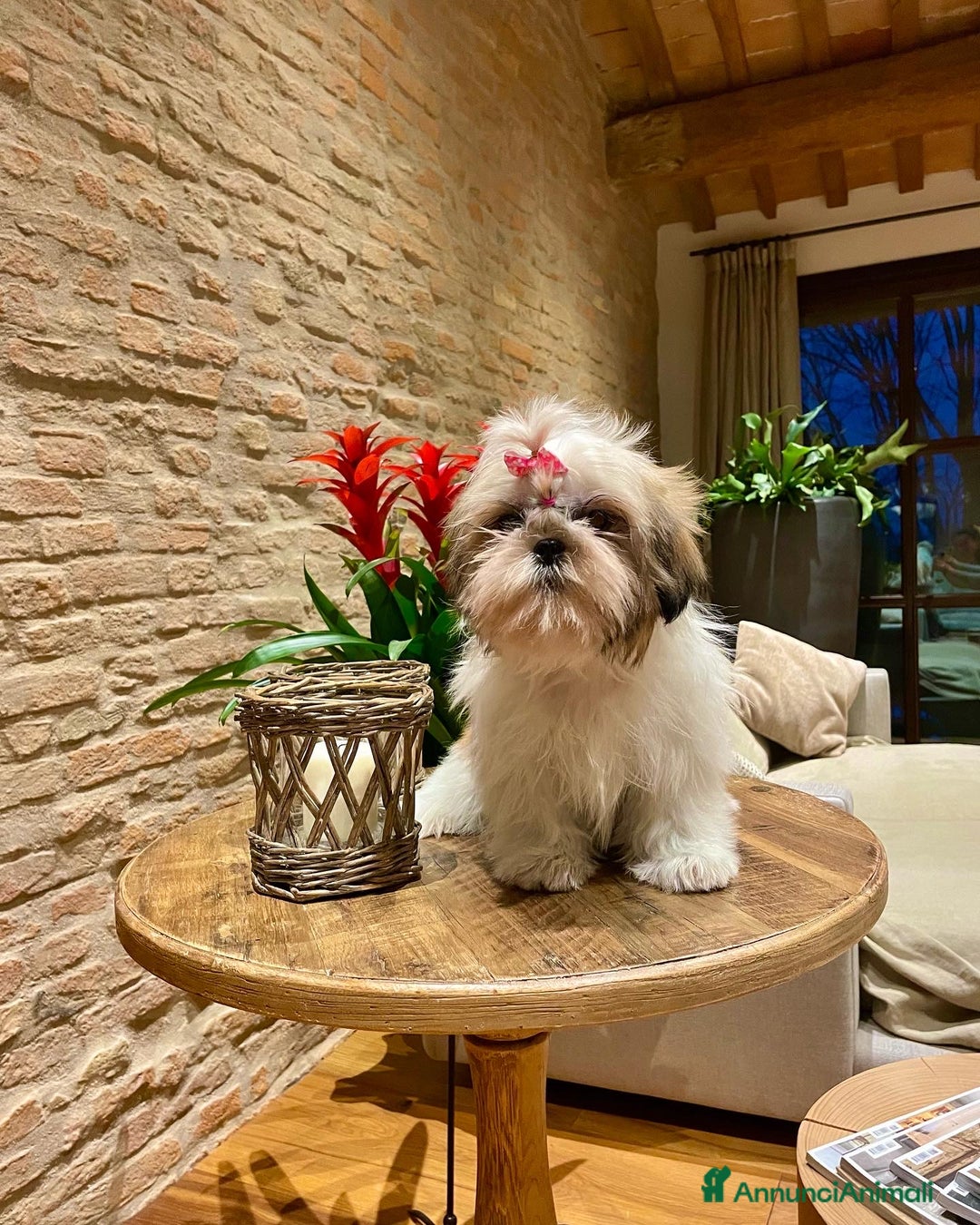 Shih Tzu cani in vendita: SHIHTZU CON PEDIGREE ENCI - Annuncio 6