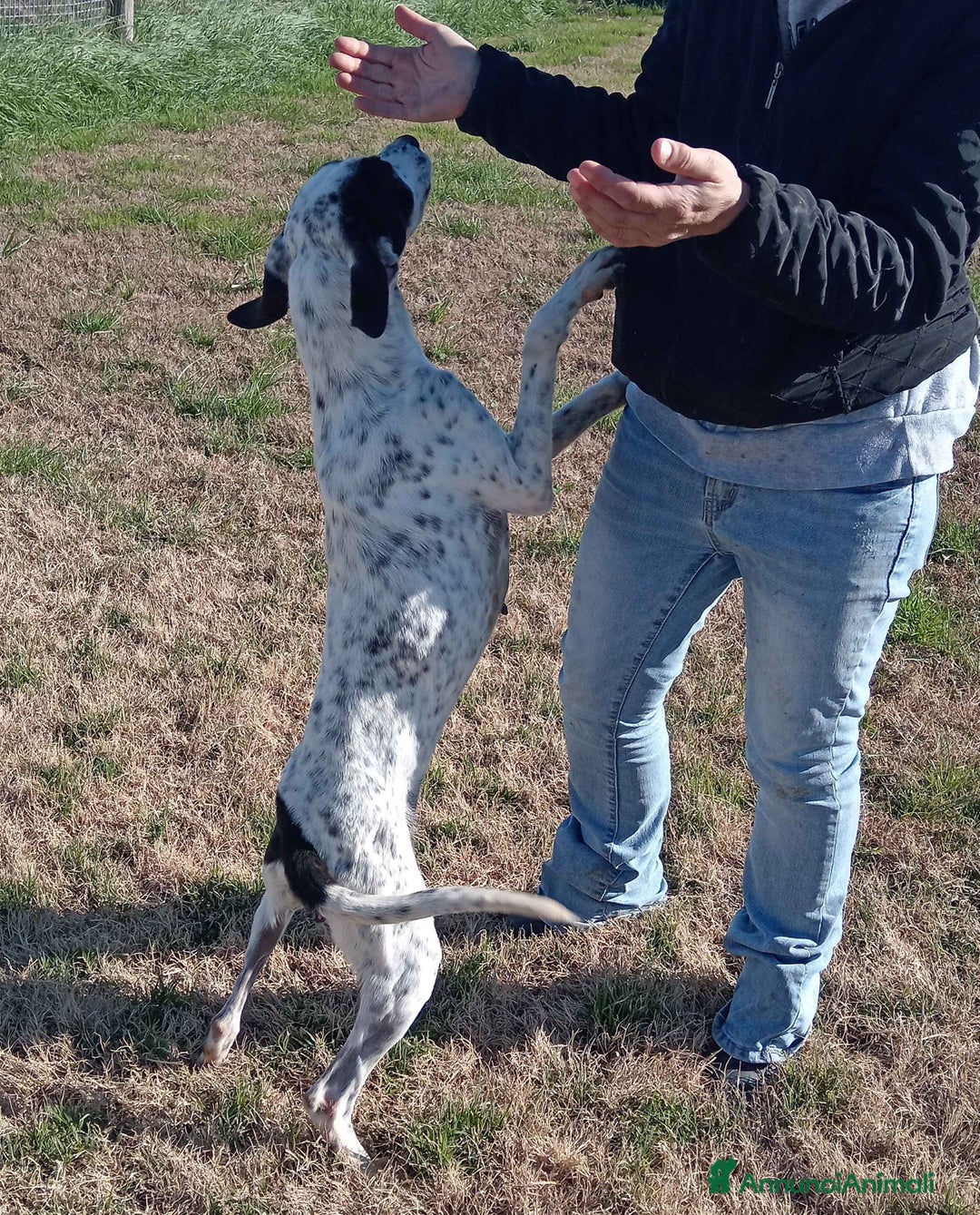 Pointer cani in regalo: Cha Cha Cha la mini pointer tutta energia a Provincia di Latina - Annuncio 4