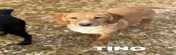 Meticcio cani in regalo: TOM & TINO, buffissimi cuccioli orecchie lunghe! - Annuncio 3