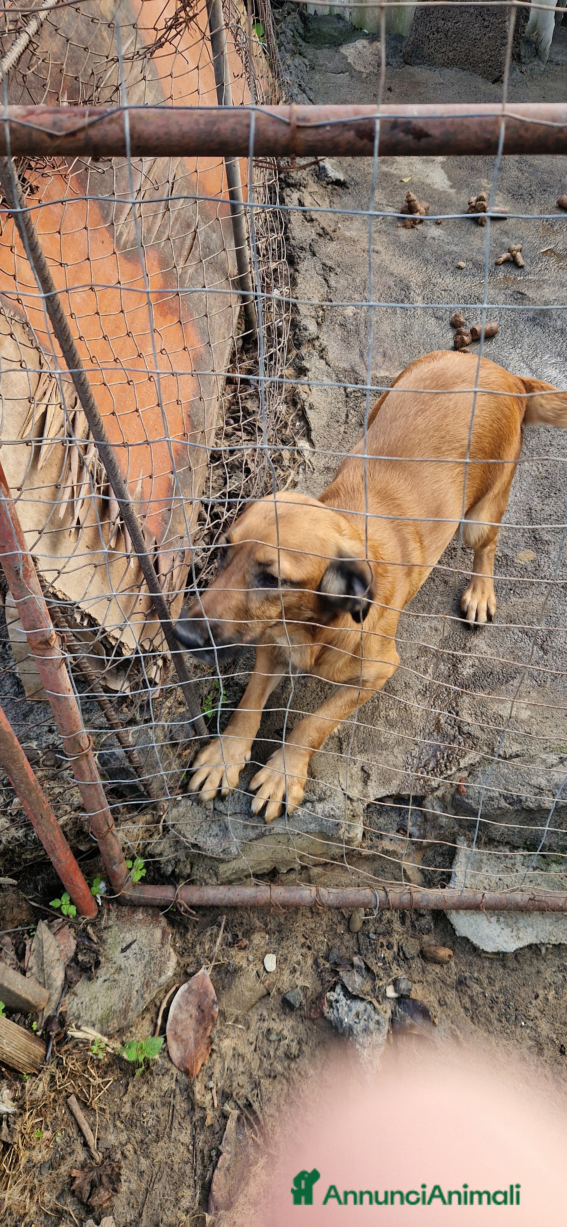Pastore Tedesco cani Cane pastore tedesco incrocio cocher - Annuncio 1