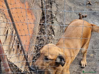 Pastore Tedesco cani Cane pastore tedesco incrocio cocher - Annuncio 18