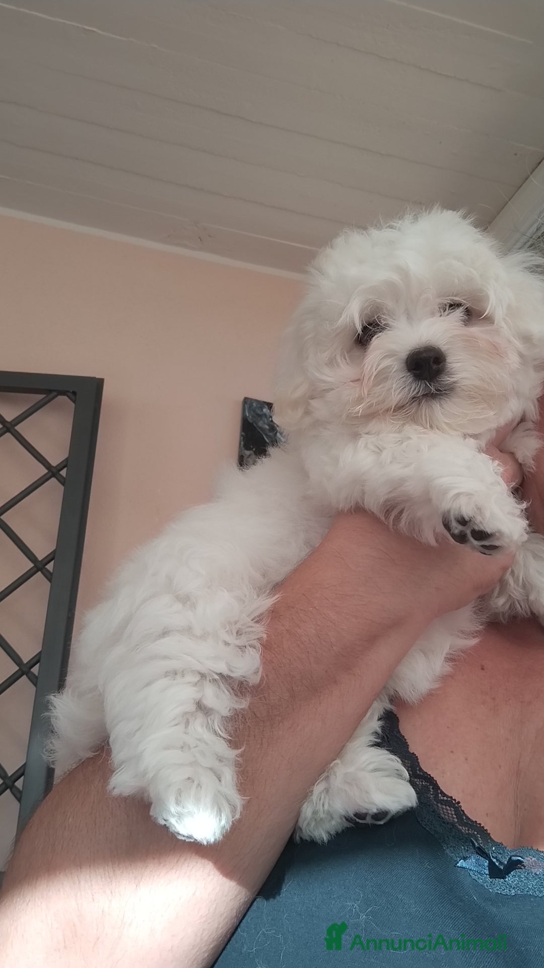 Maltese cani in vendita: Cuccioli di Maltese  - Immagine 5