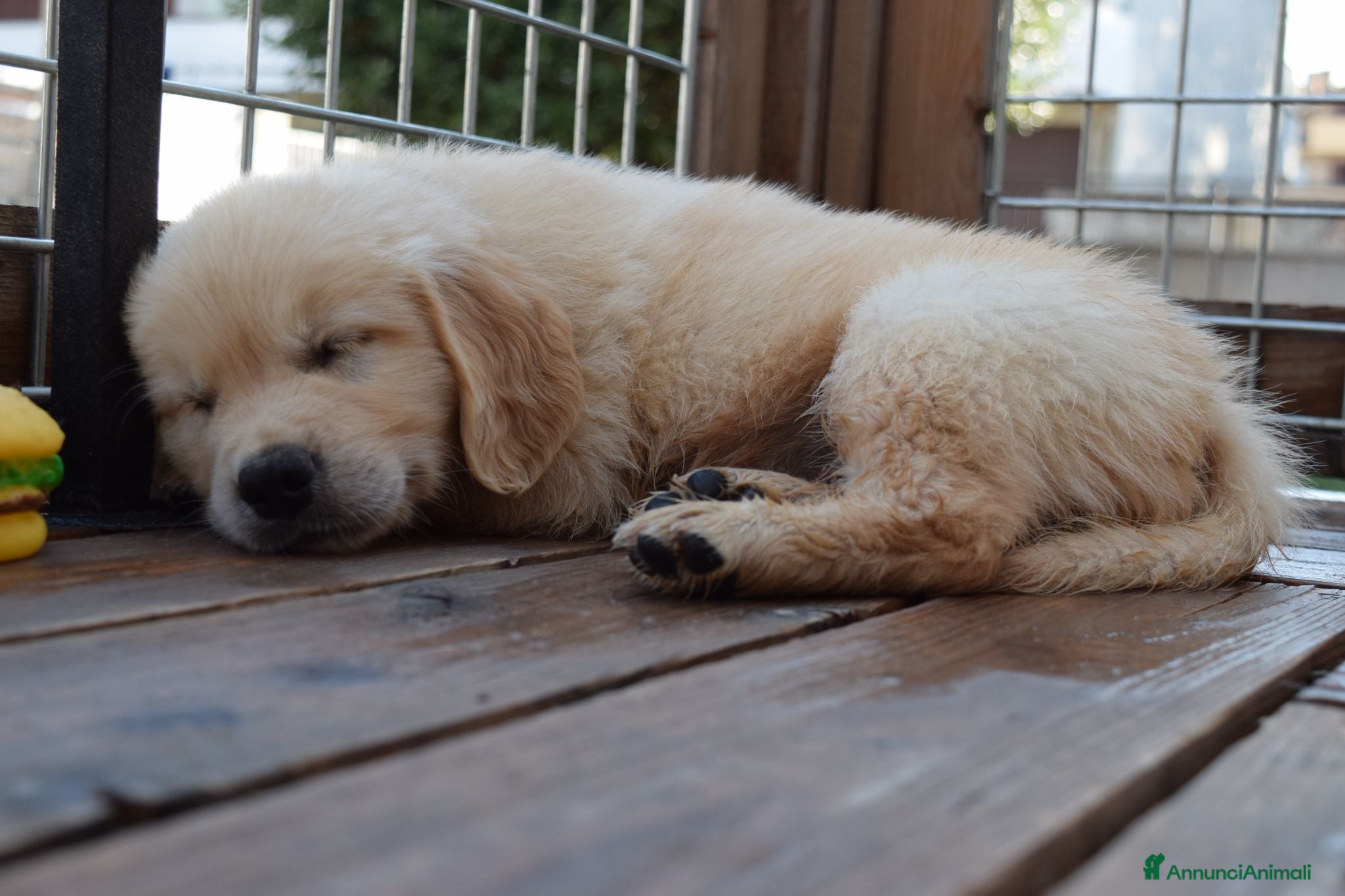 Golden Retriever cani Ultimi cuccioli disponibili - Annuncio 2