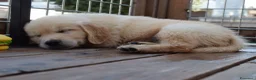 Golden Retriever cani in vendita: Ultimi cuccioli disponibili a Provincia di Monza e della Brianza - Annuncio 2