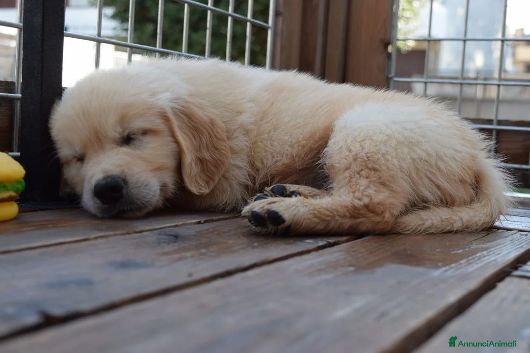 Golden Retriever cani in vendita: Ultimi cuccioli disponibili a Provincia di Monza e della Brianza - Annuncio 2