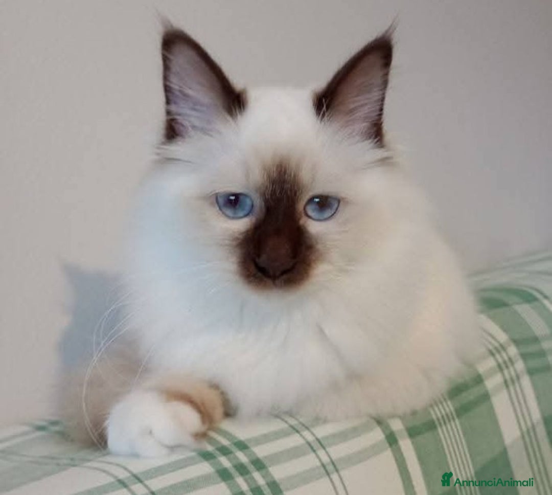 Sacro di Birmania gatti in vendita: Cucciole Sacro di Birmania  - Annuncio 3