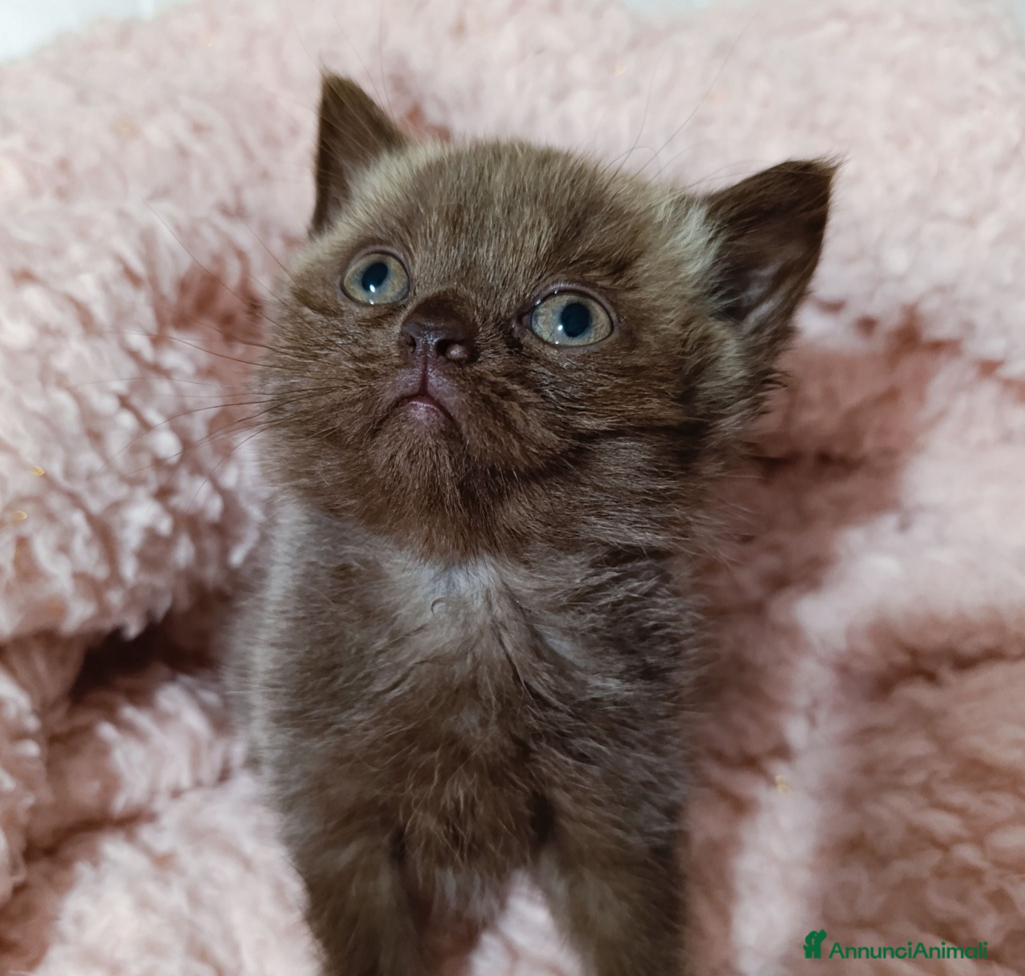 British gatti British chocolate cucciola - Annuncio 1